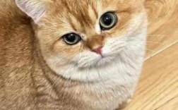 脸上有jb花纹的猫是什么品种？蓝白英短猫品种详解
