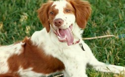 养不列塔尼猎犬注意事项
