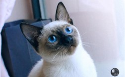 900块能买到真的暹罗猫吗？值得买吗？