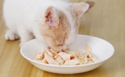 猫咪鸡胸肉隔夜能吃吗？夏季高温和冷藏保存时间的影响