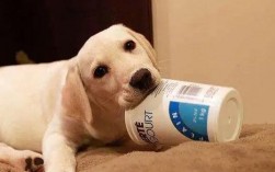 三个月狗狗能喝酸奶吗