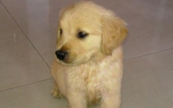 三个月算幼犬吗