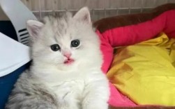 公主猫多少钱一只