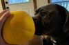 小狗能吃柚子吗