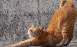 猫咪总是伸展身体是为什么呢
