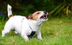 狗狗为什么不凶人？影响狗狗性格的因素有哪些？