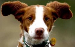 不列塔尼猎犬智商怎么样