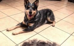 澳大利亚牧牛犬需要训练什么