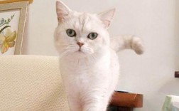 银渐层配银点出的小猫是啥