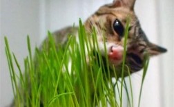 猫草可以一直长吗