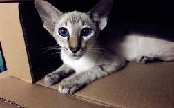 六百块买东方短毛猫靠谱吗真的假的