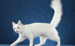猫睡在枕头旁说明什么
