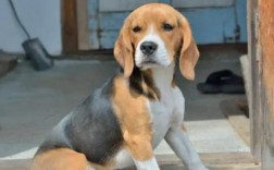 比格犬多少钱一只