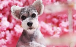 懒人适合养什么狗狗？12种好打理低运动量犬种推荐