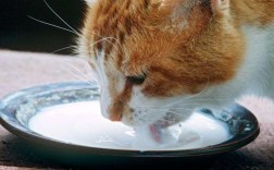 怎样引导小猫去碗里喝奶