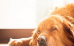 狗狗眼睛发红并且带着眼屎是怎么回事
