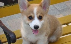 柯基犬属于小型犬吗