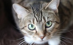 猫支原体感染会终身携带吗