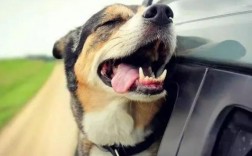 为什么狗狗坐车咳