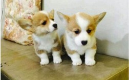 立耳晚的柯基犬幼犬是不是好