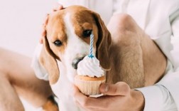 比格犬吃什么