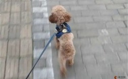 为什么要挑地方？狗狗拉屎的秘密揭秘 