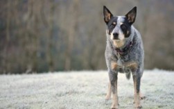 澳大利亚牧牛犬训练技巧有哪些