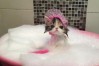 小猫可以洗澡不