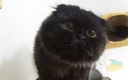 长得像煤球的猫是什么品种？有哪些需要注意的护理和挑选技巧？