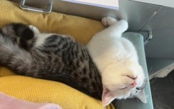 勾八猫到底是什么猫？猫咪啥姿势才算勾八猫？