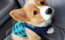 怎样看柯基犬纯不纯