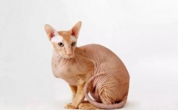 猫咪可不可以用人用的沐浴露