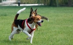猎兔犬跟比格犬区别