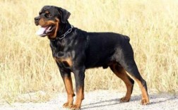 罗威纳幼犬价格多少一只？纯种幼犬多少钱？