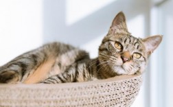 如何在家自救奶猫脱水