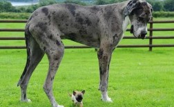 外国大型犬种：超大力量的守护者！