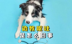 边牧呕吐是怎么回事