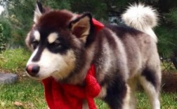 阿拉斯加犬怎么训练让它听话