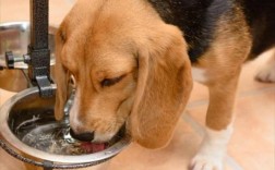 狗狗突然大量喝水排尿吃什么药