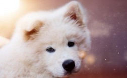 狗狗可以吃牛肉吗