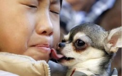 狗狗舔主人隐私部位原因是什么