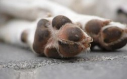 狗突然之间害怕逃跑