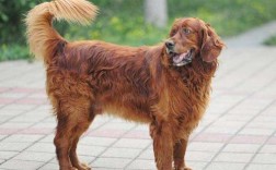 雪达犬为什么是禁犬