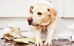 狗狗为什么会得癌症？遗传、环境、年龄和饮食等因素的影响
