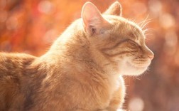 猫猫尾巴竖着是什么意思