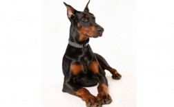 狗狗智商排名1到10，哪种犬最聪明？