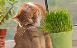 猫咪喜不喜欢吃猫草