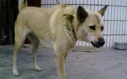 土狗狗不怕冷吗？走近地道的土狗生活