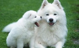 萨摩耶犬图片及介绍