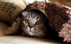 多少天的小猫能自主拉尿